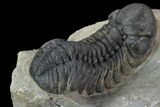 Detailed Austerops Trilobite - Beautiful Eyes #89498-3